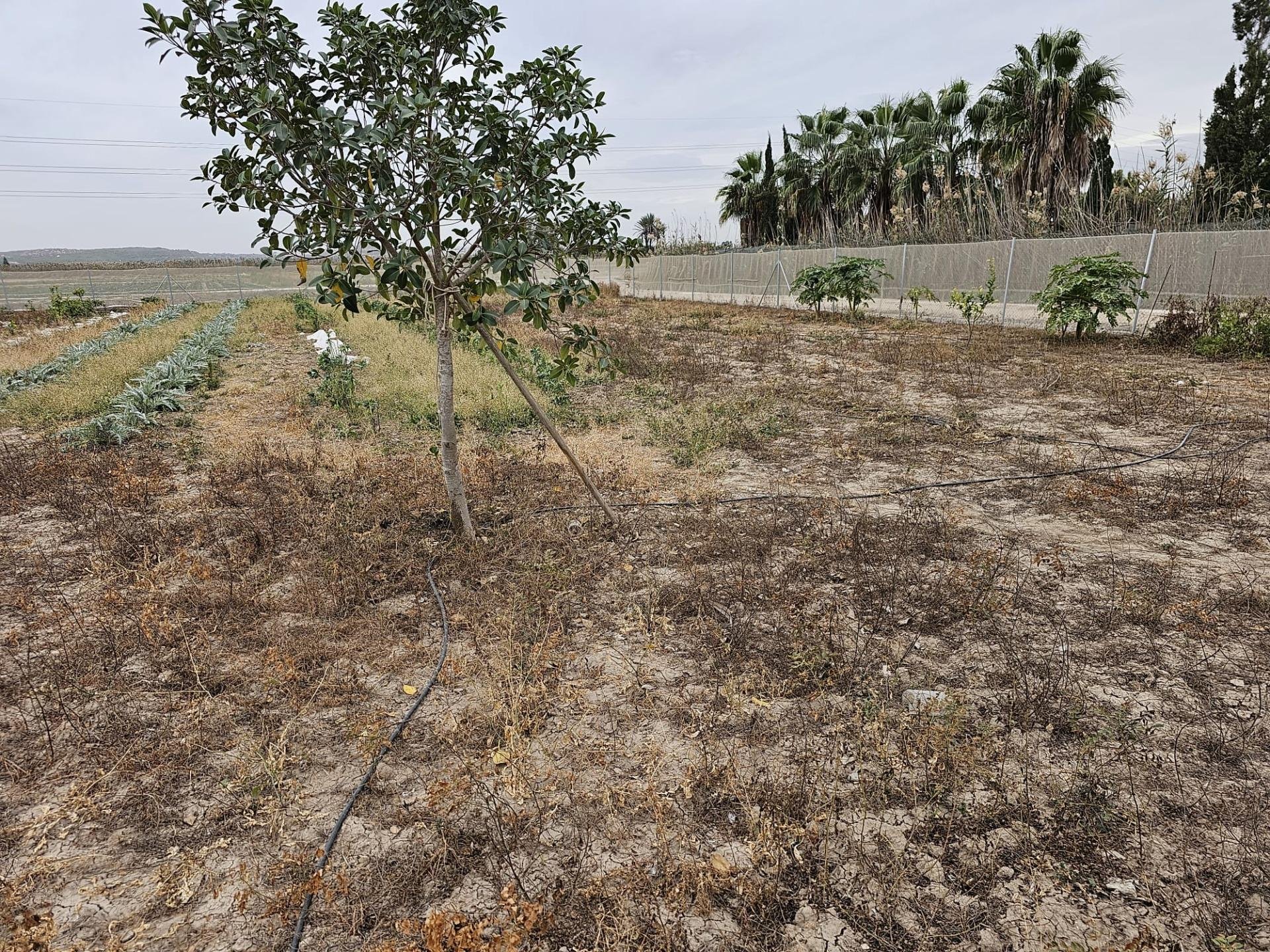 Земельный участок в Гуардамар-дель-Сегура, Аликанте, Испания 46м2 №183639