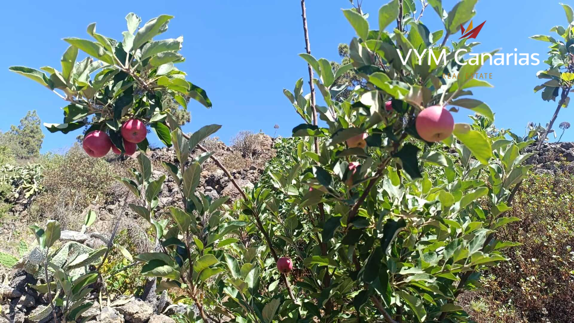 Finka w Guia de Isora, Tenerife, Hiszpania 1 sypialnia, 63 mkw. nr 138813