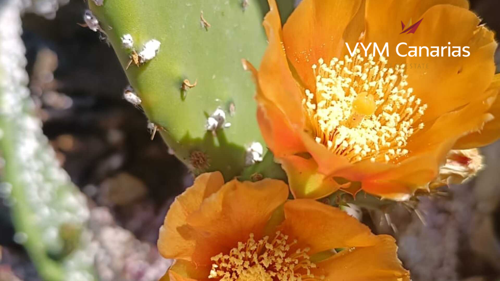 Finka w Guia de Isora, Tenerife, Hiszpania 1 sypialnia, 63 mkw. nr 138813