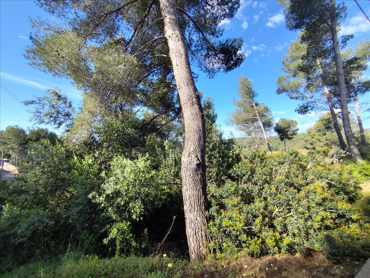 Land plot in Piera, Barcelona, Spain No. 195297