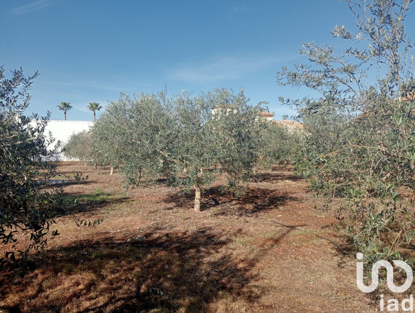 Land in Canada Rosal, Seville, Spanien 1200 m2 Nr. 185997