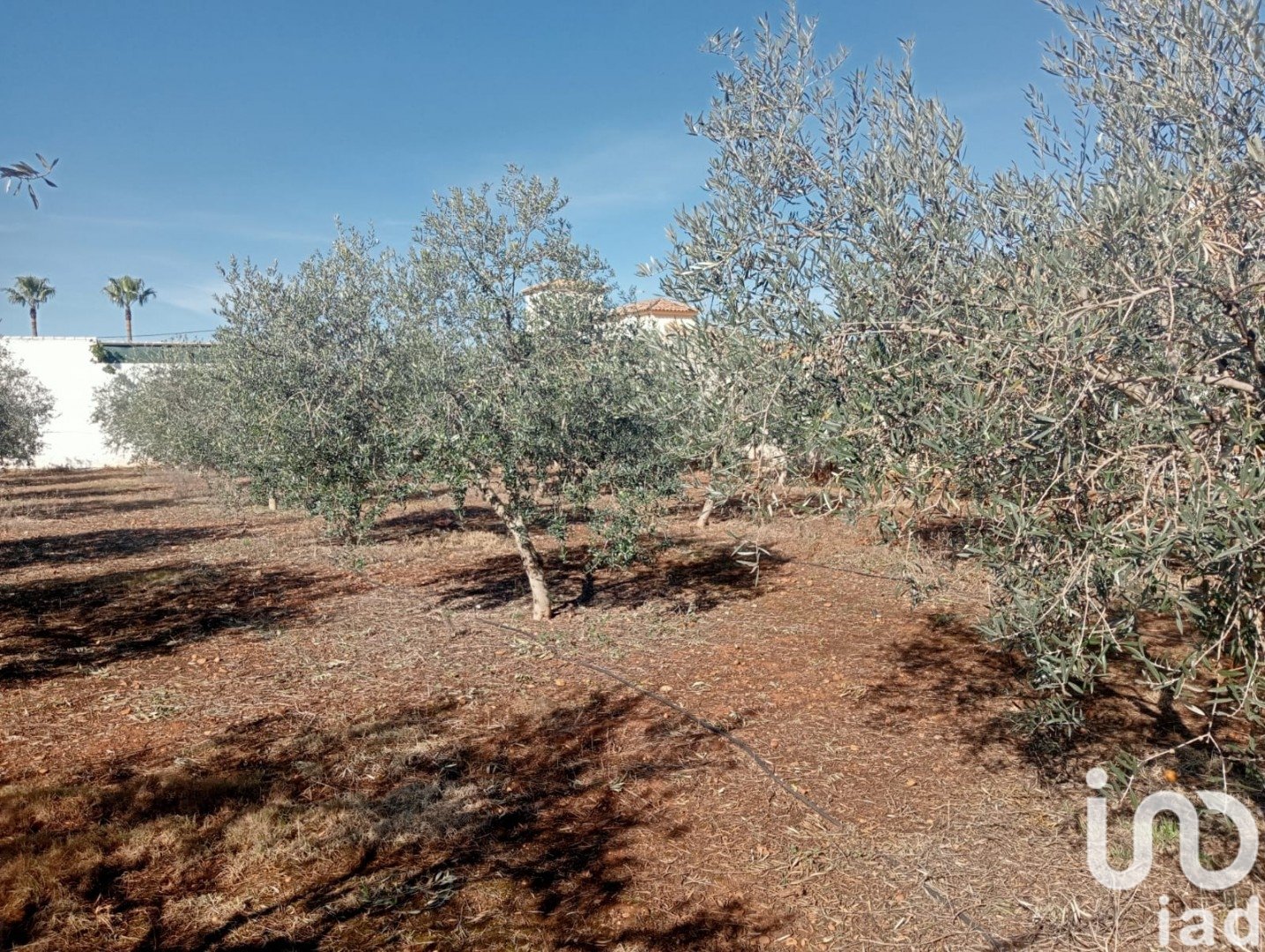 Land in Canada Rosal, Seville, Spanien 1200 m2 Nr. 185997