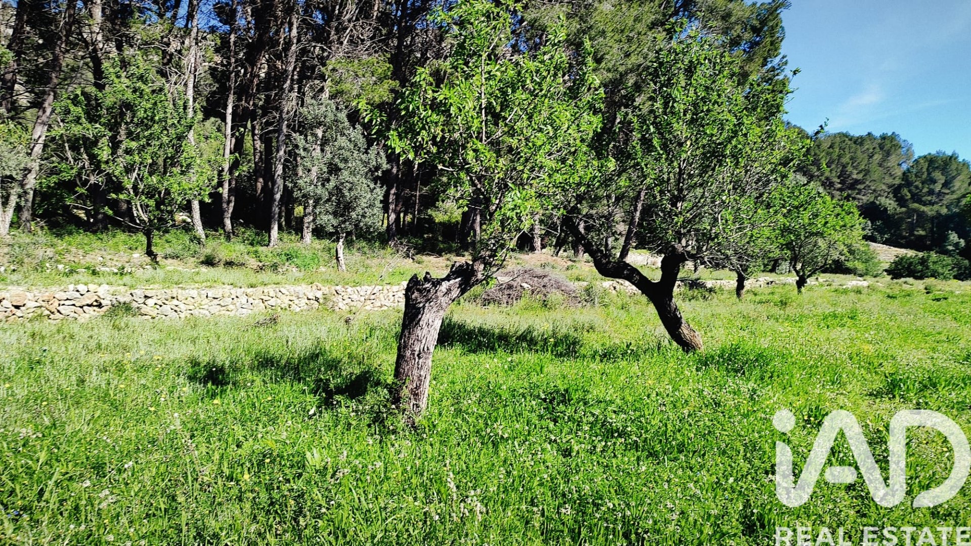 Land in Murla, Alicante, Spanien 12510 m2 Nr. 185509