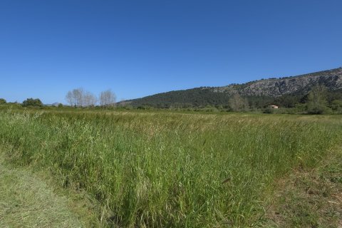 Commercial property in Pollenca, Mallorca, Spain No. 185911