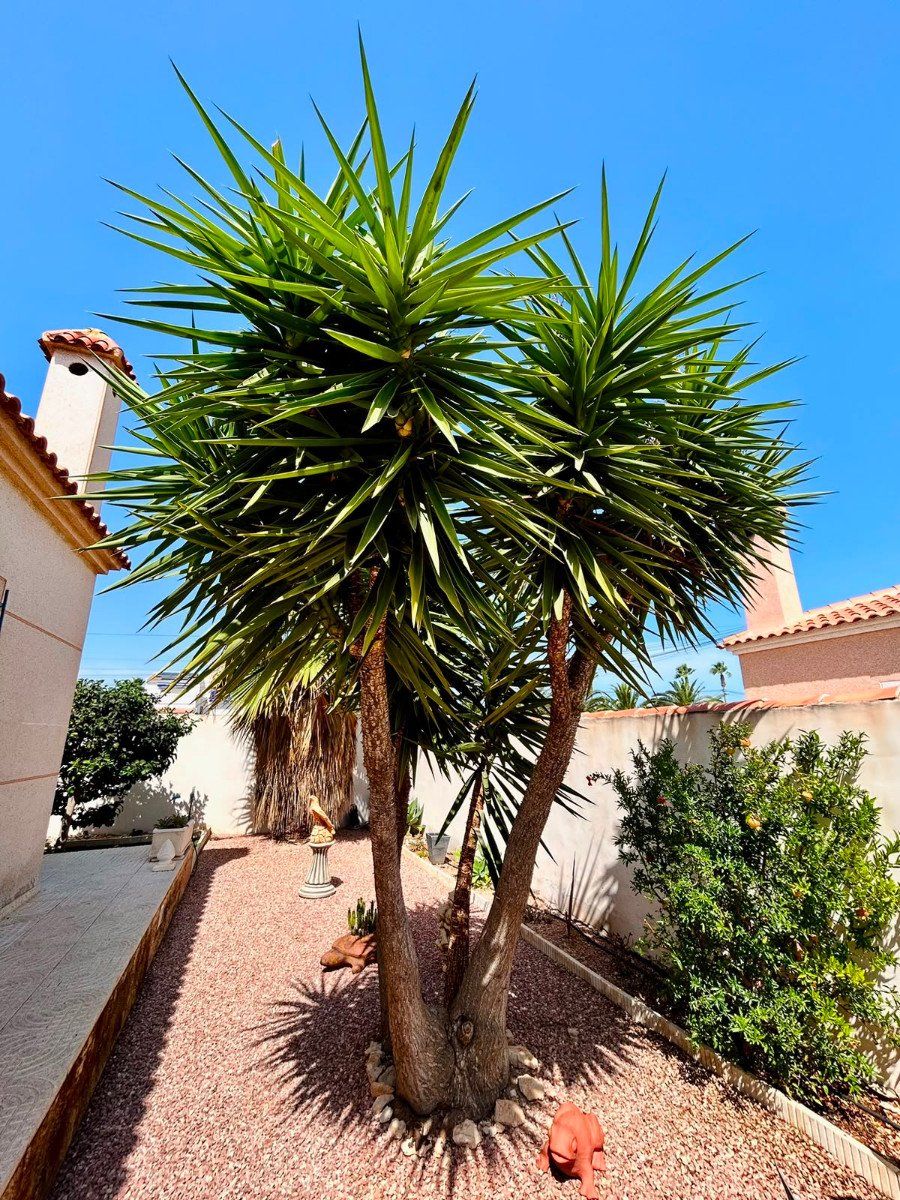 Huvila Torrevieja, Alicante, Espanja 3 makuuhuonetta, 126 m2 No. 193797