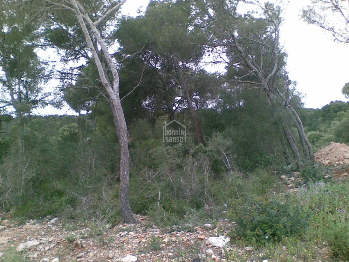 Land plot in Es Mercadal, Menorca, Spain 4 bedrooms,  No. 65360