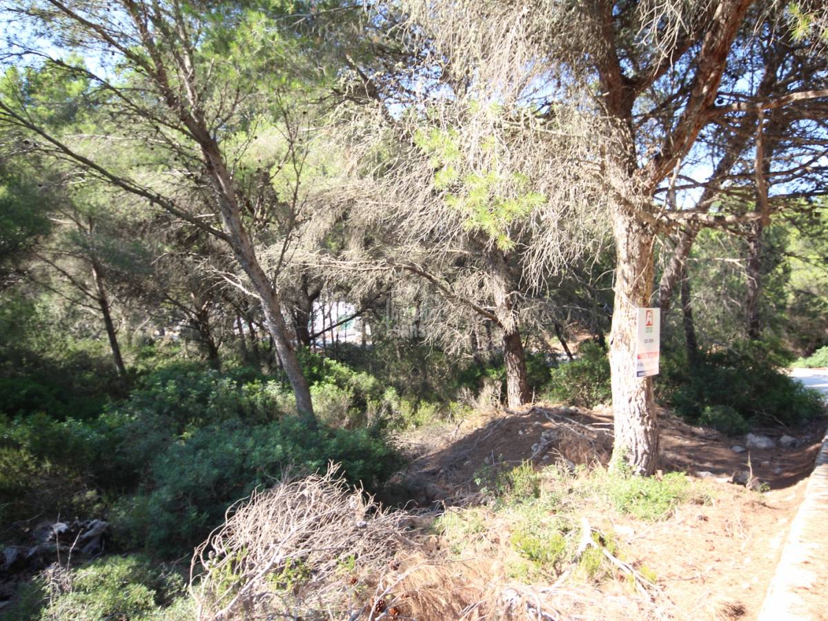 Land in Es Mercadal, Menorca, Spanien Nr. 181938