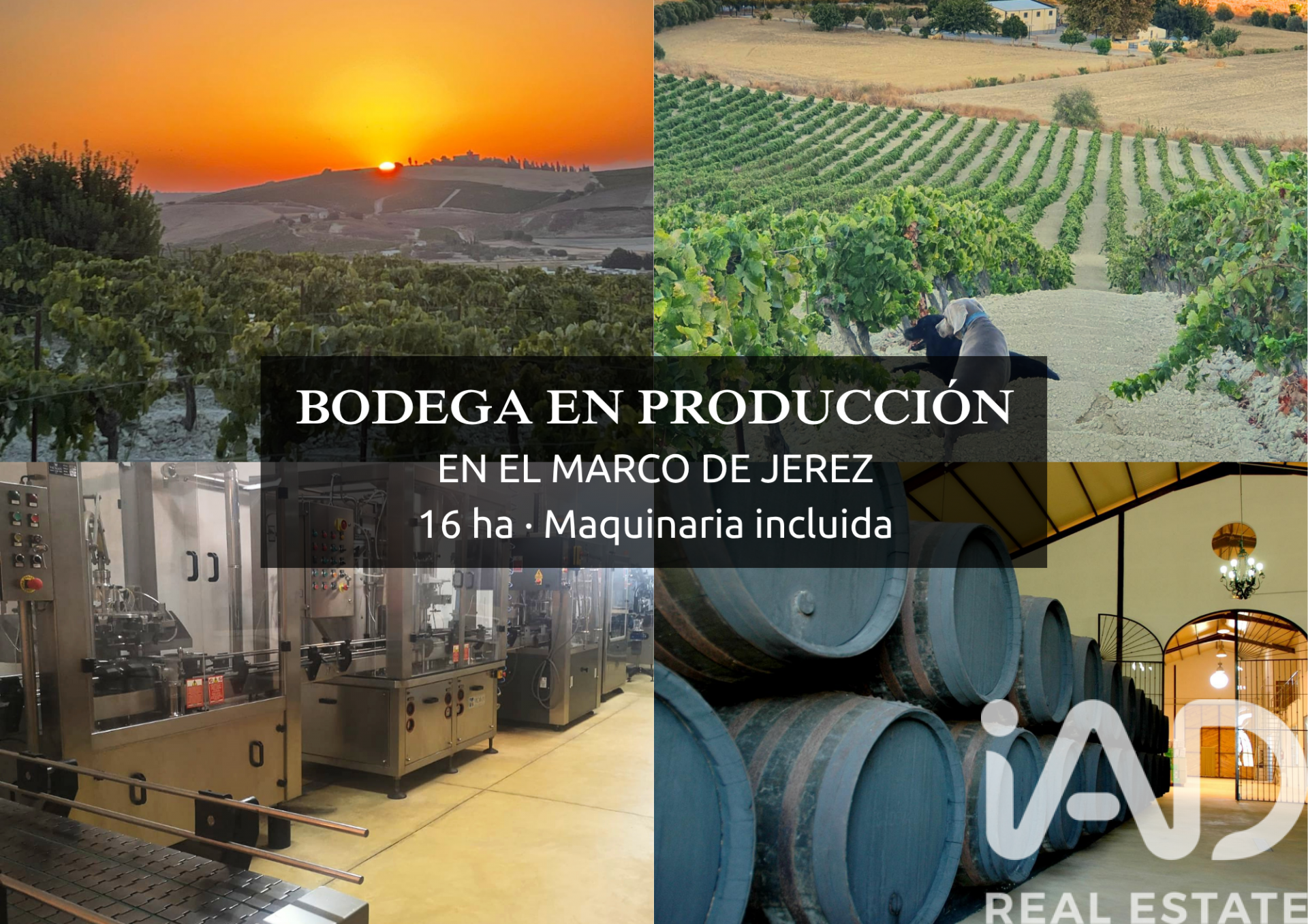 Lokal usługowy w Jerez de la Frontera, Cadiz, Hiszpania nr 172825