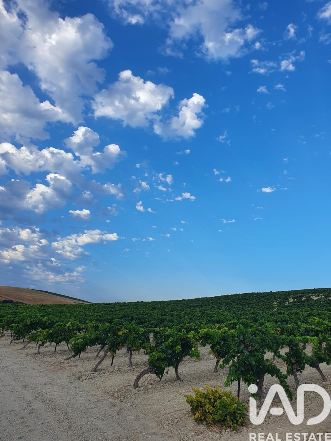 Lokal usługowy w Jerez de la Frontera, Cadiz, Hiszpania nr 172825