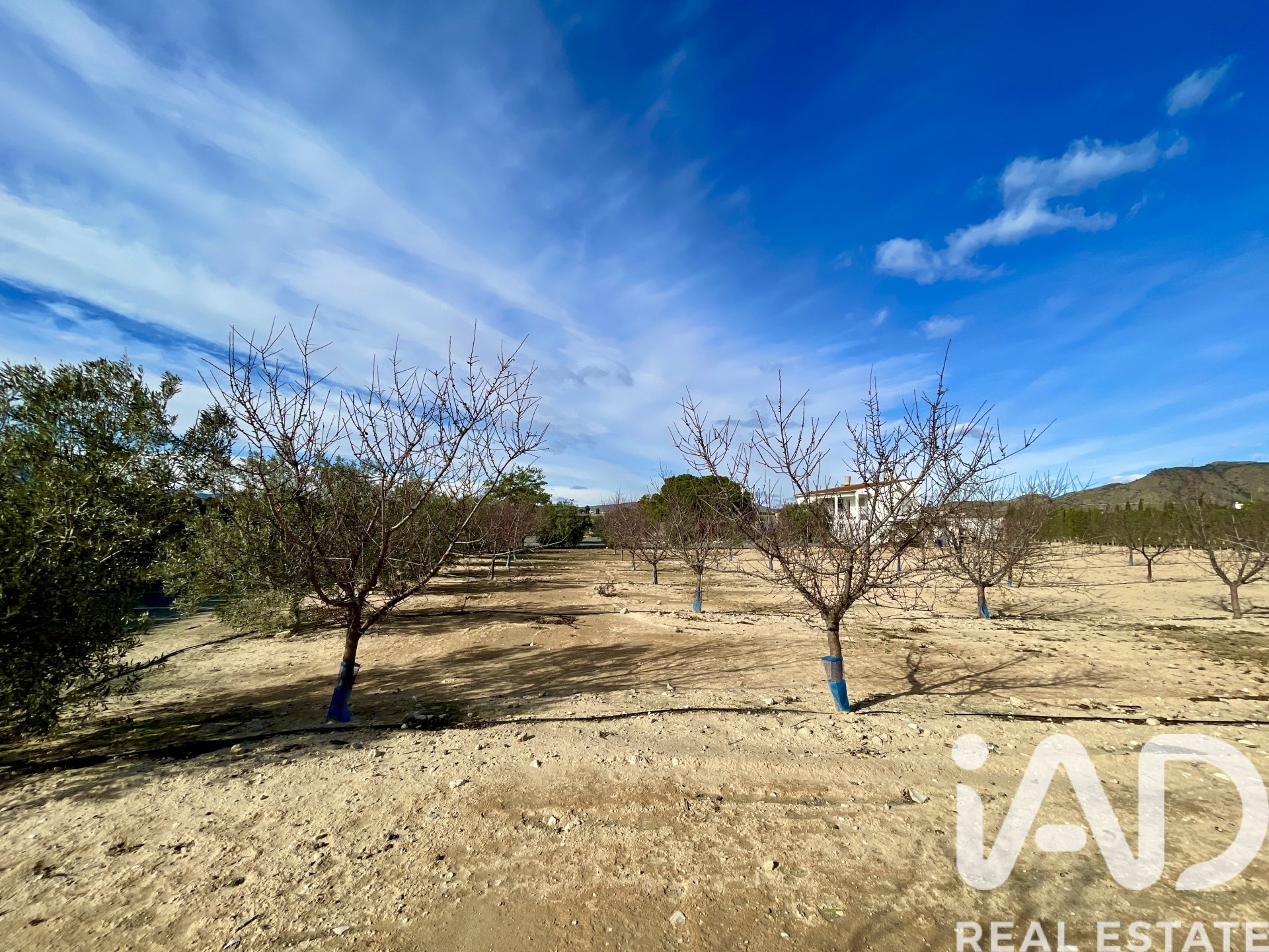 Talo Blanca, Murcia, Espanja 3 makuuhuonetta, 204 m2 No. 173234