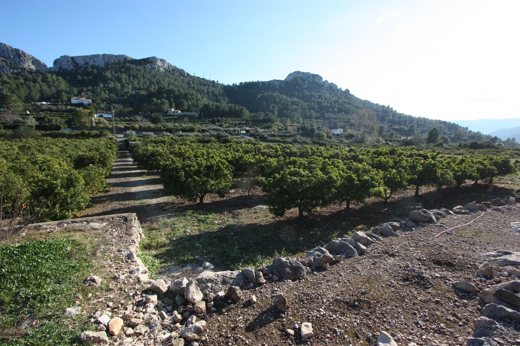 Tontti Benimeli, Alicante, Espanja No. 183936