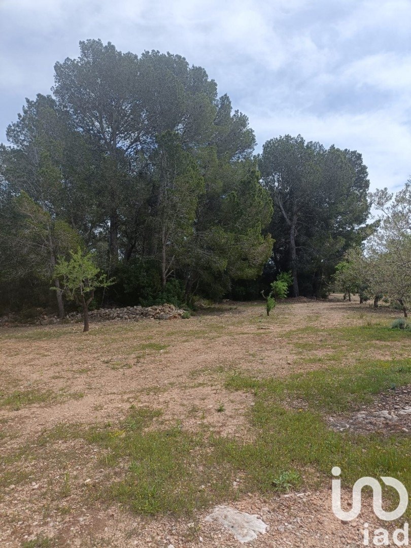 Land plot in El Perello, Tarragona, Spain 55000 sq.m. No. 185898