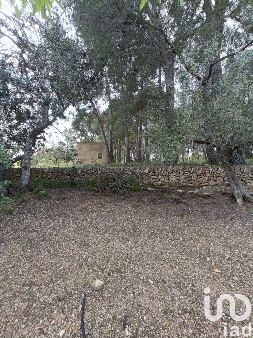 Land plot in El Perello, Tarragona, Spain 55000 sq.m. No. 185898