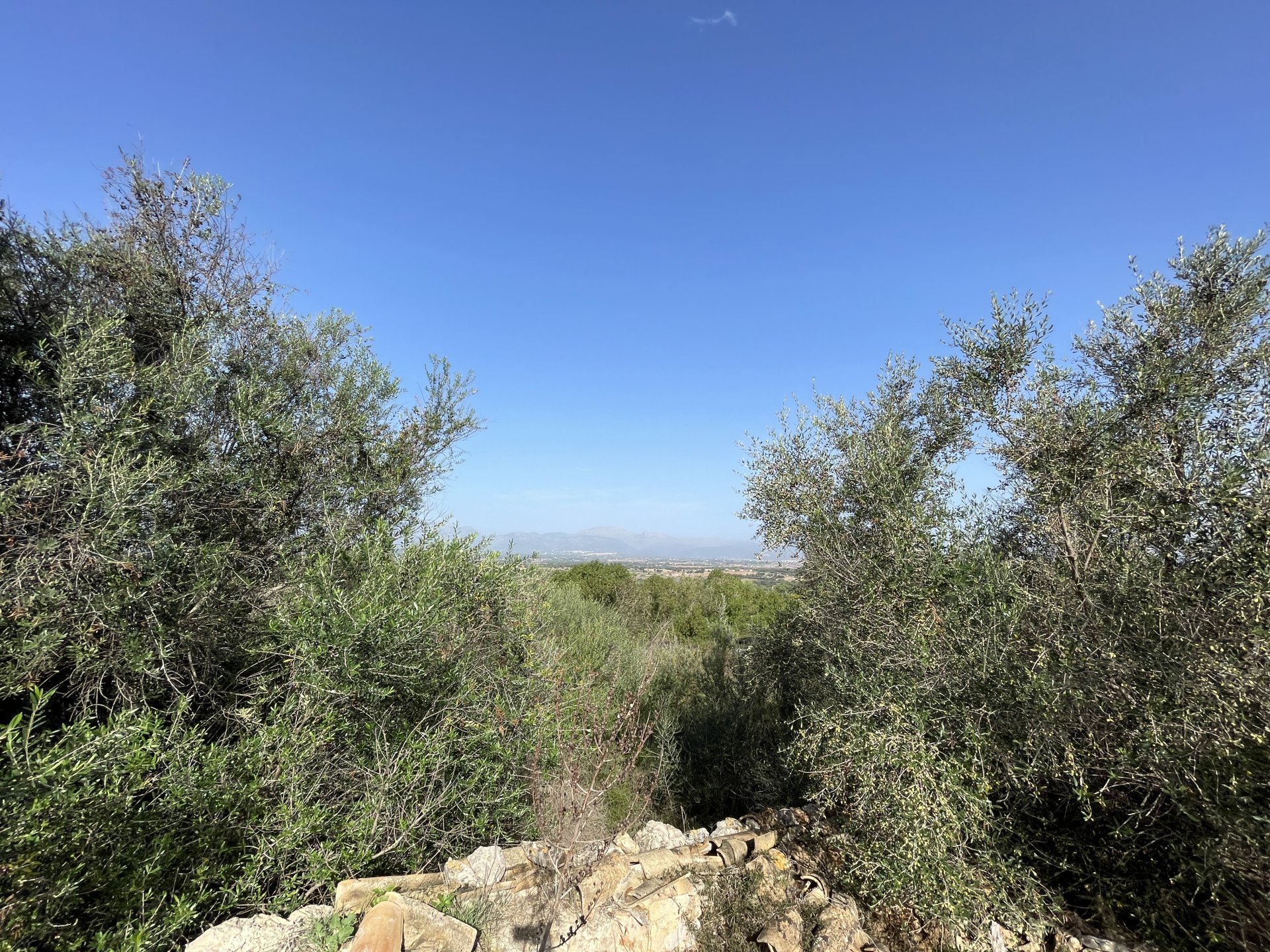 Land plot in Llubi, Mallorca, Spain 21983 sq.m. No. 111945