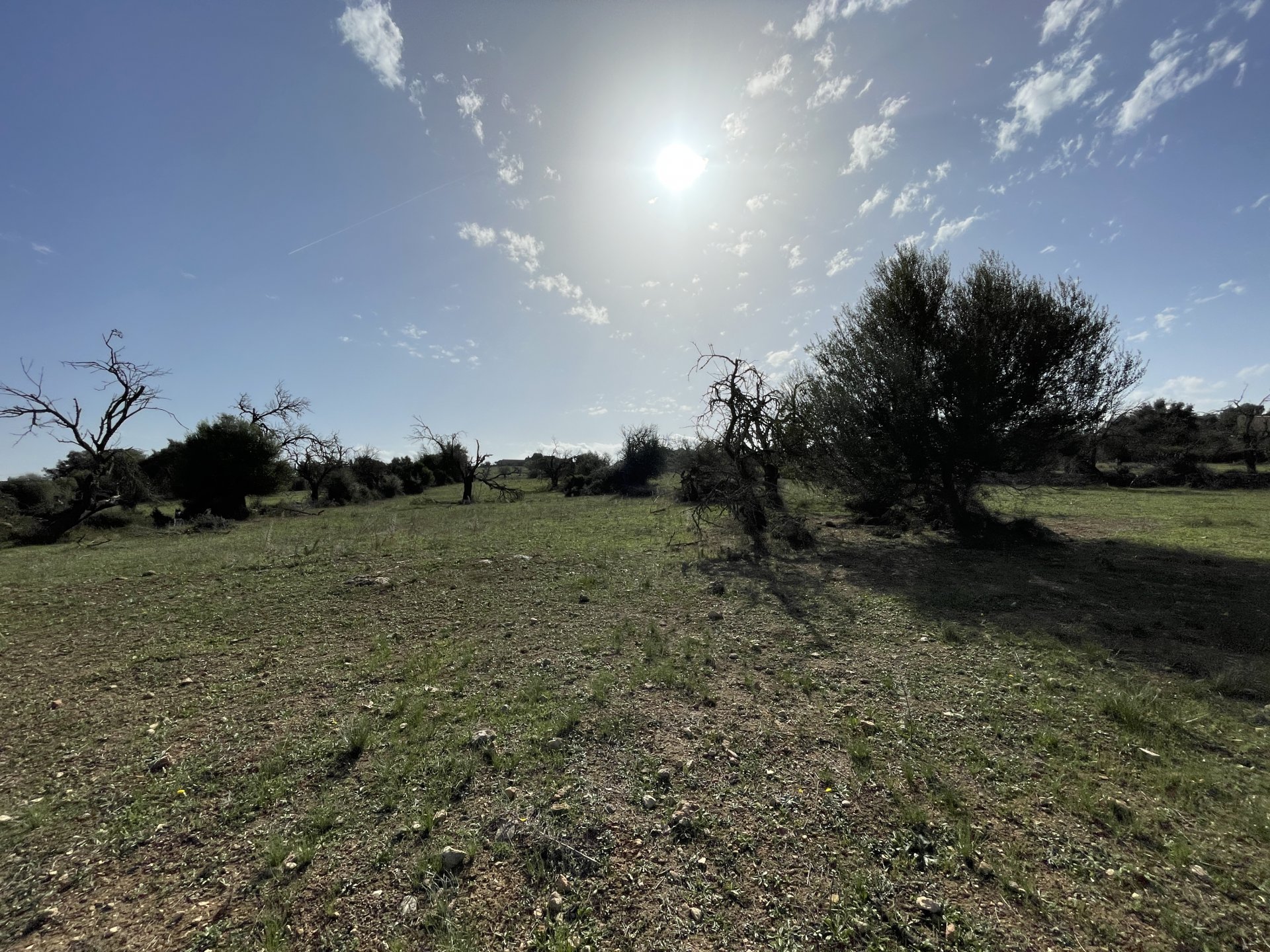 Land plot in Llubi, Mallorca, Spain 21983 sq.m. No. 111945
