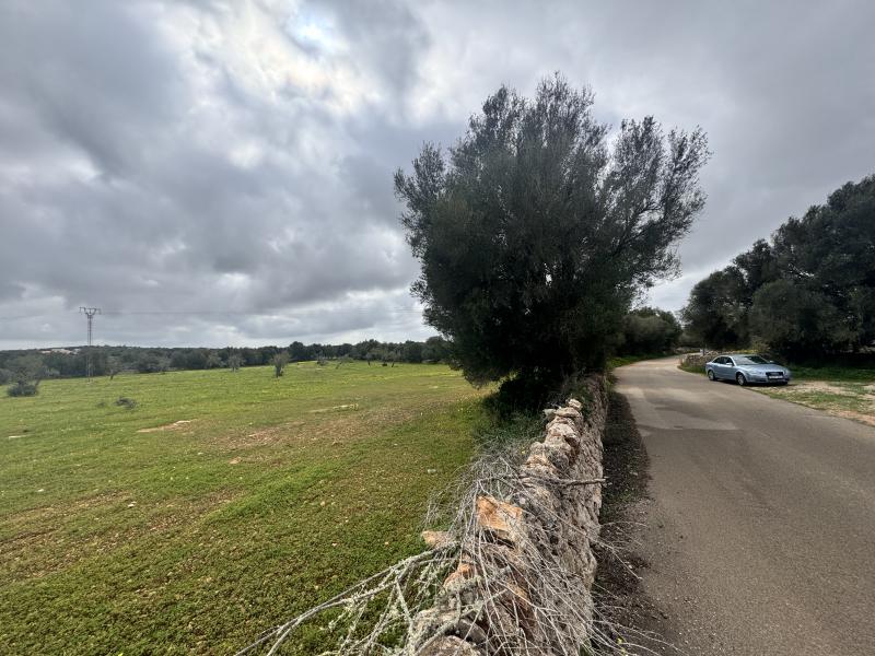 Tontti Ses Salines, Mallorca, Espanja No. 108947