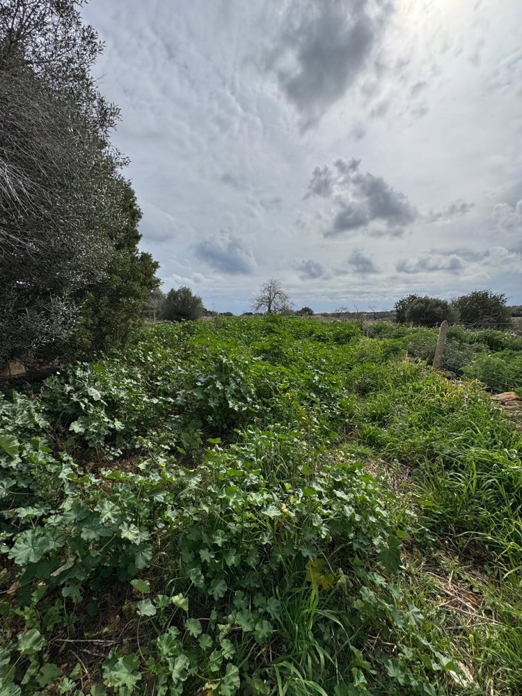 Māja Algaida, Mallorca, Spānijā Nr. 109860