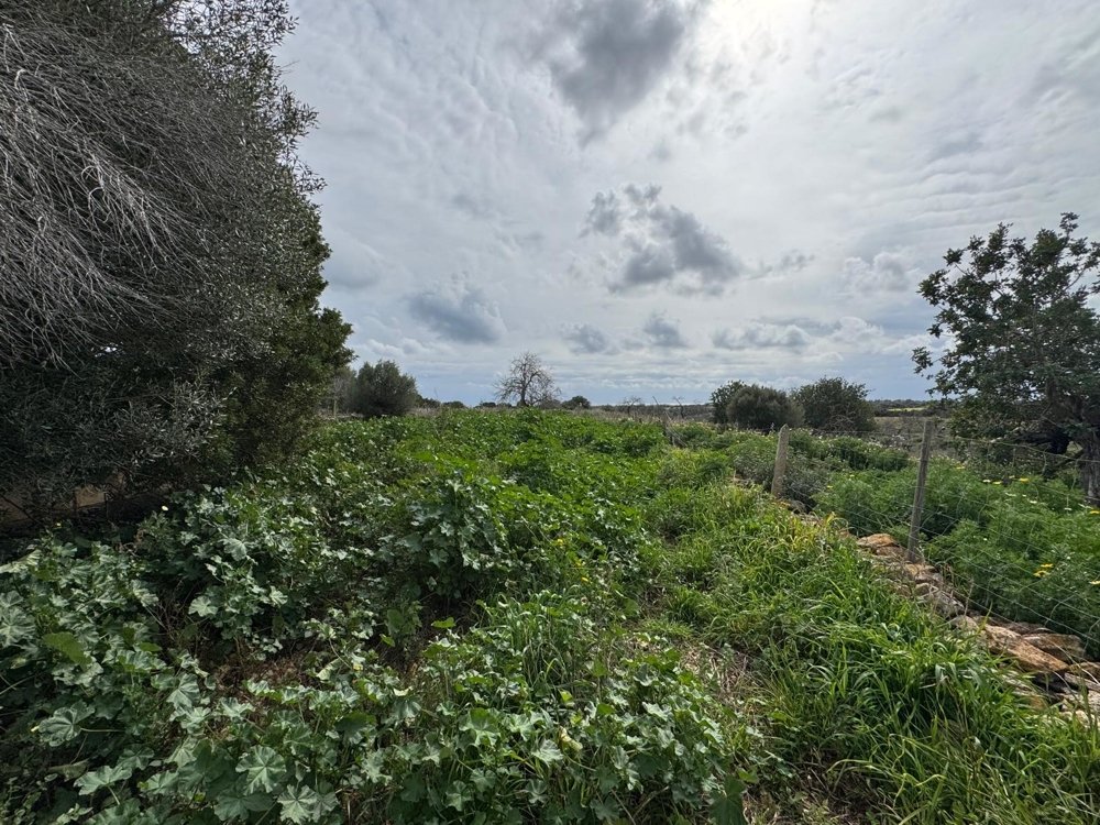 Māja Algaida, Mallorca, Spānijā Nr. 109860