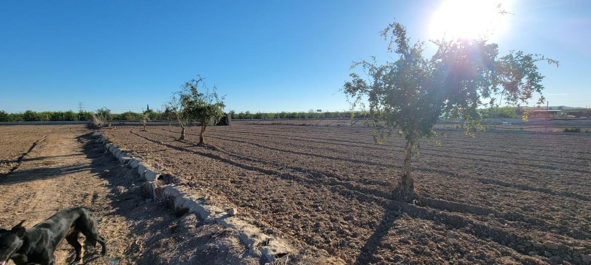 Финка в Аликанте, Испания 1 спальня, 1013м2 №100039