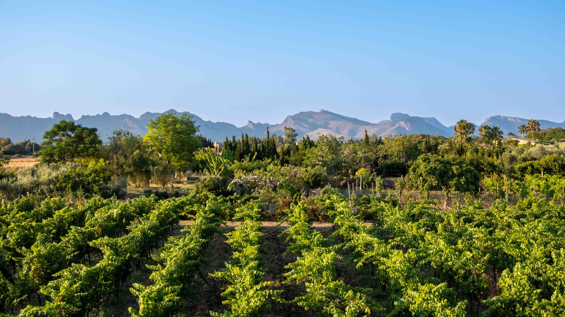 Finca en Alcudia, Mallorca, España 4 dormitorios, 565 m2 No. 32703