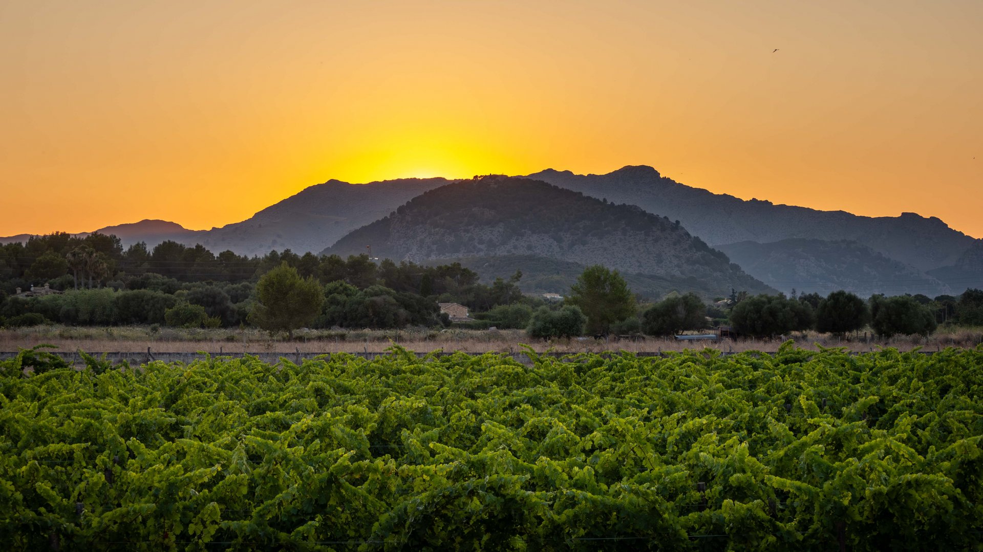 Finca en Alcudia, Mallorca, España 4 dormitorios, 565 m2 No. 32703