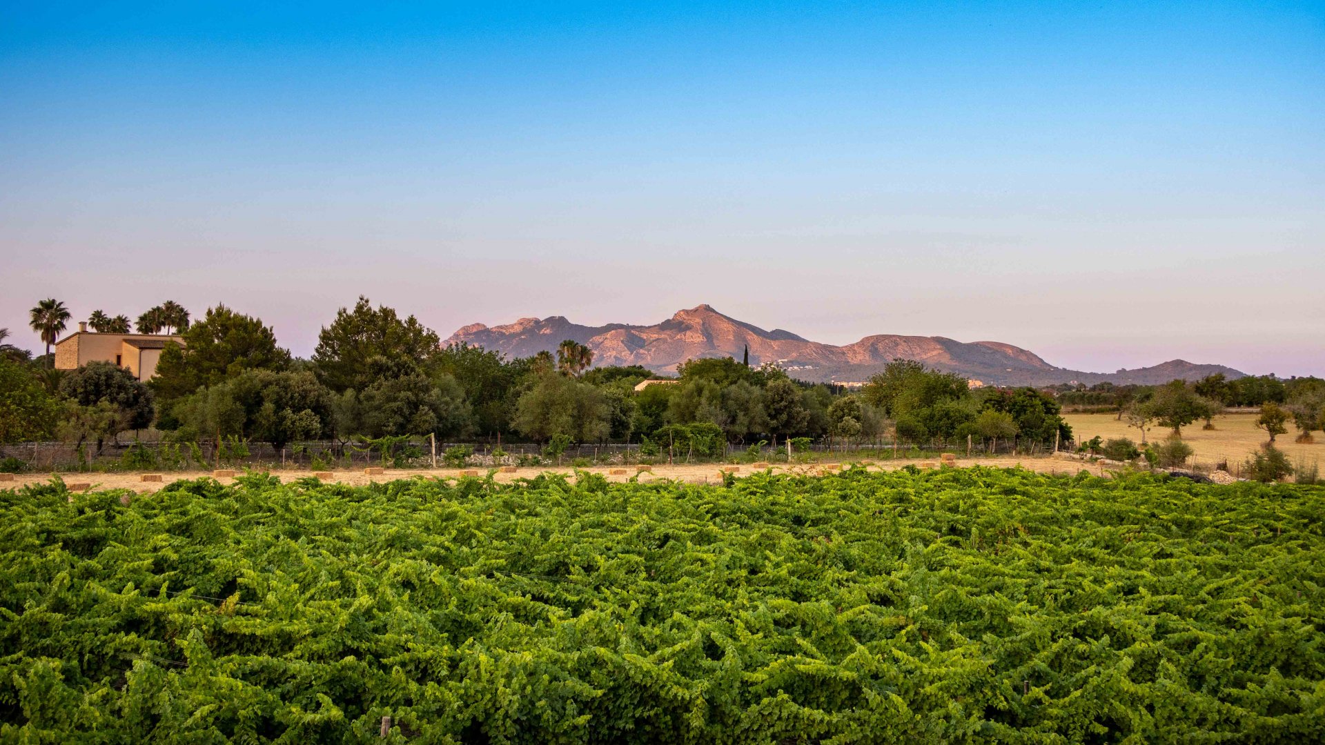 Finca en Alcudia, Mallorca, España 4 dormitorios, 565 m2 No. 32703