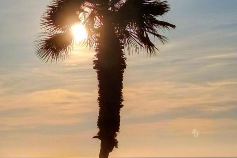 Huoneisto Nova Santa Ponsa, Mallorca, Espanja 3 makuuhuonetta, 93 m2 No. 103226