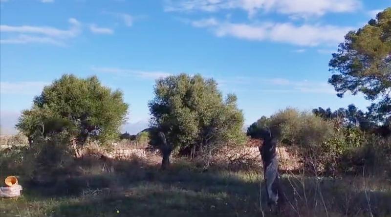 Tontti Sineu, Mallorca, Espanja 3 makuuhuonetta, 101 m2 No. 108957