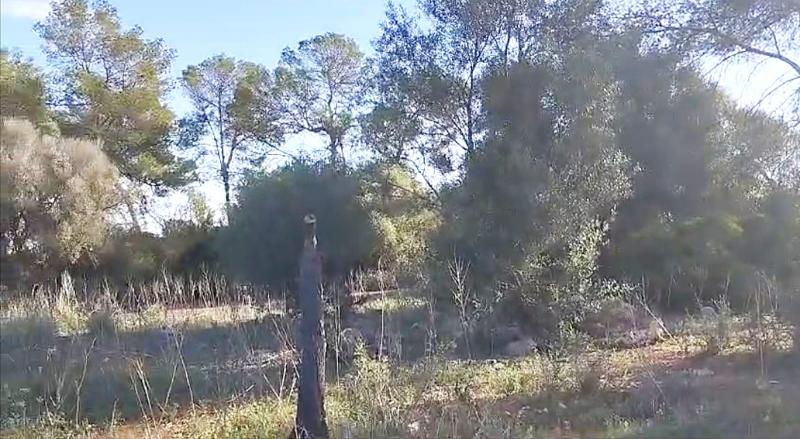 Tontti Sineu, Mallorca, Espanja 3 makuuhuonetta, 101 m2 No. 108957