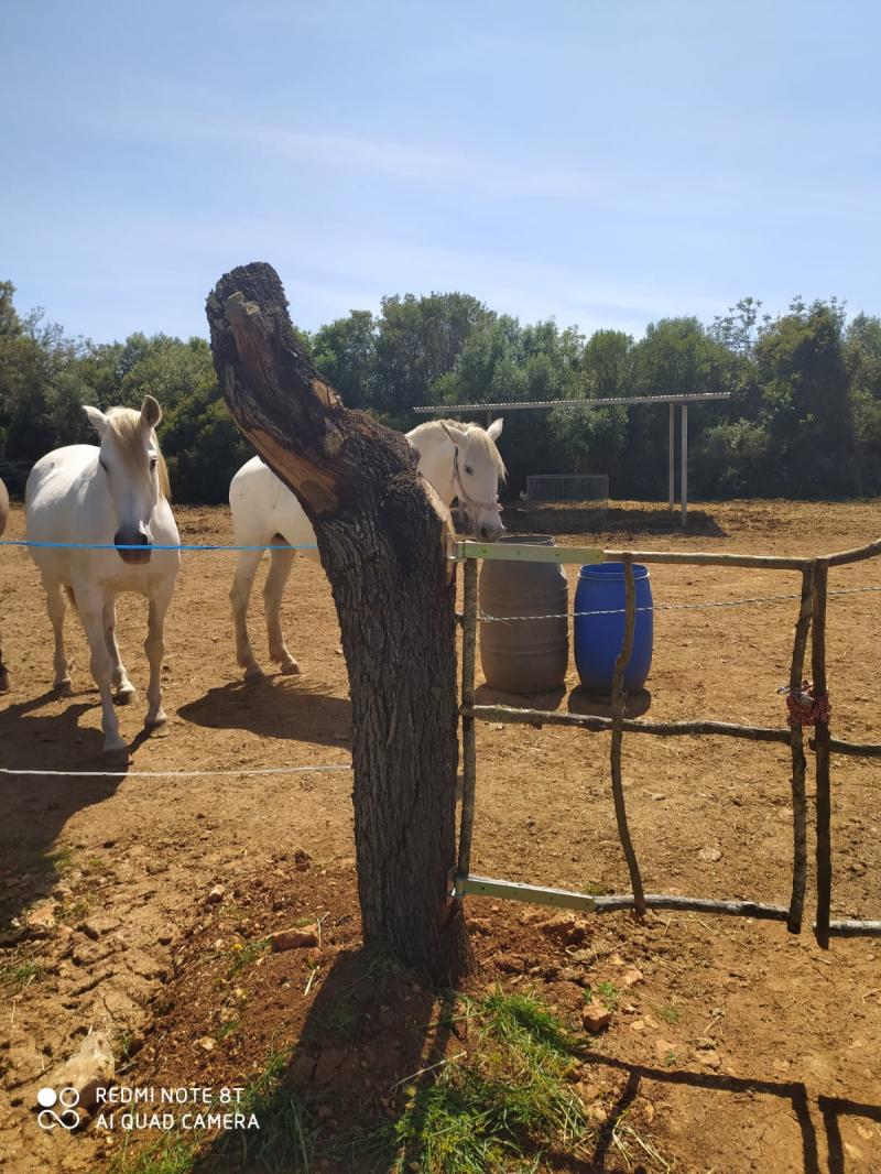 Tontti Sineu, Mallorca, Espanja 3 makuuhuonetta, 101 m2 No. 108957