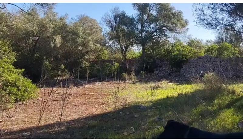 Tontti Sineu, Mallorca, Espanja 3 makuuhuonetta, 101 m2 No. 108957