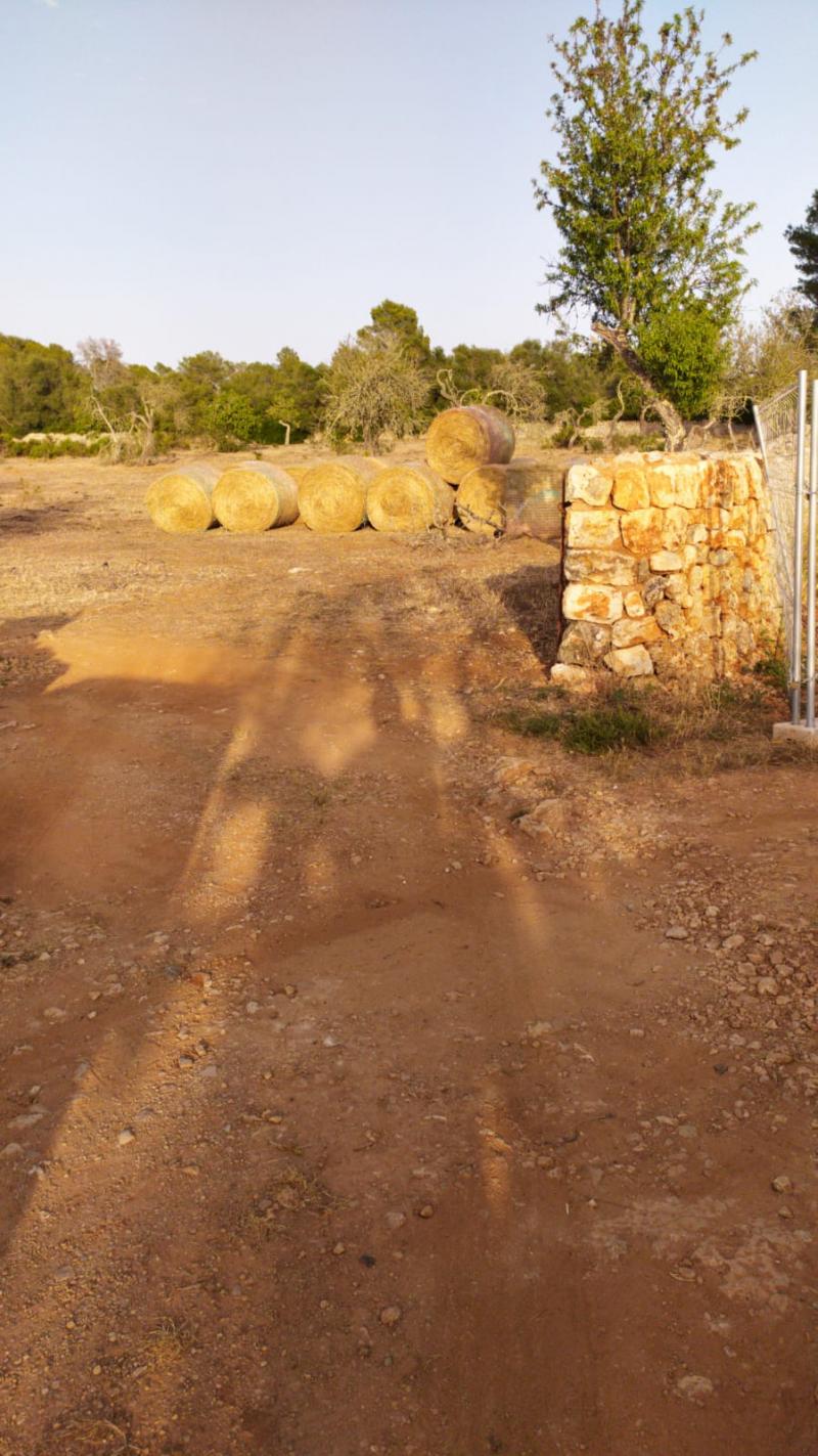Tontti Sineu, Mallorca, Espanja 3 makuuhuonetta, 101 m2 No. 108957