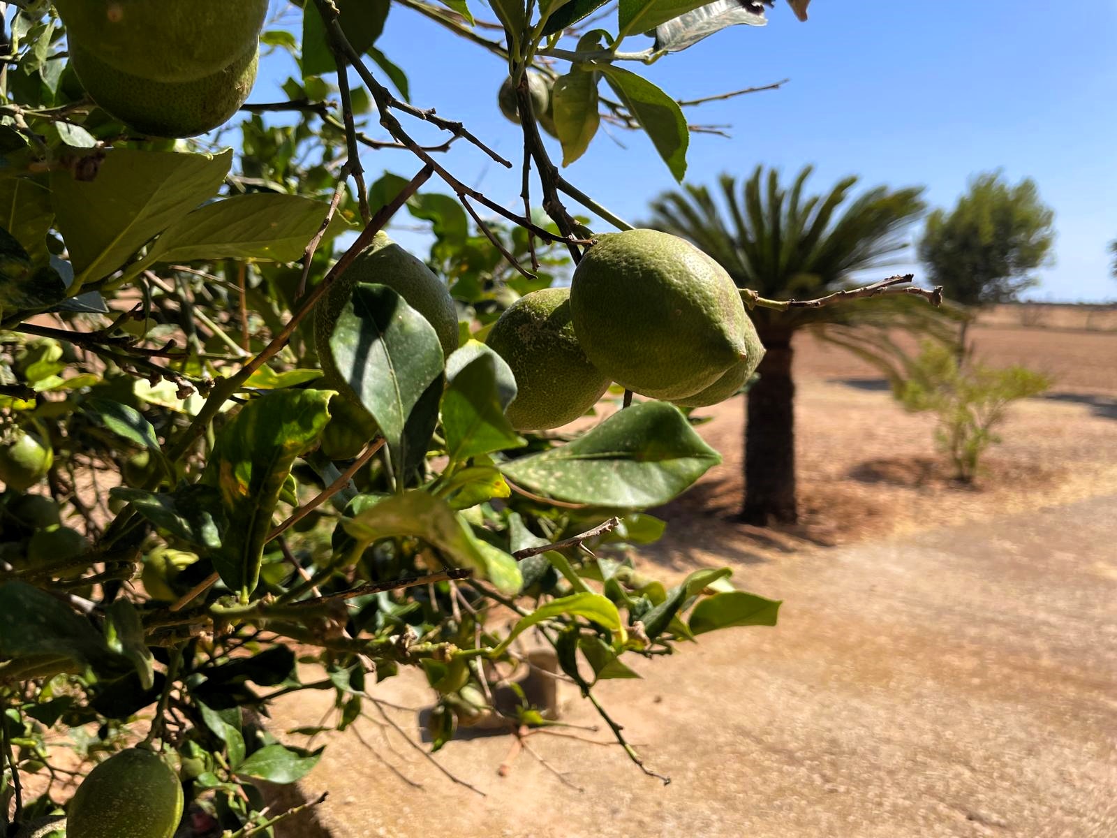 Finca Campos, Mallorca, Spānijā 5 istabas, 409 m2 Nr. 111830