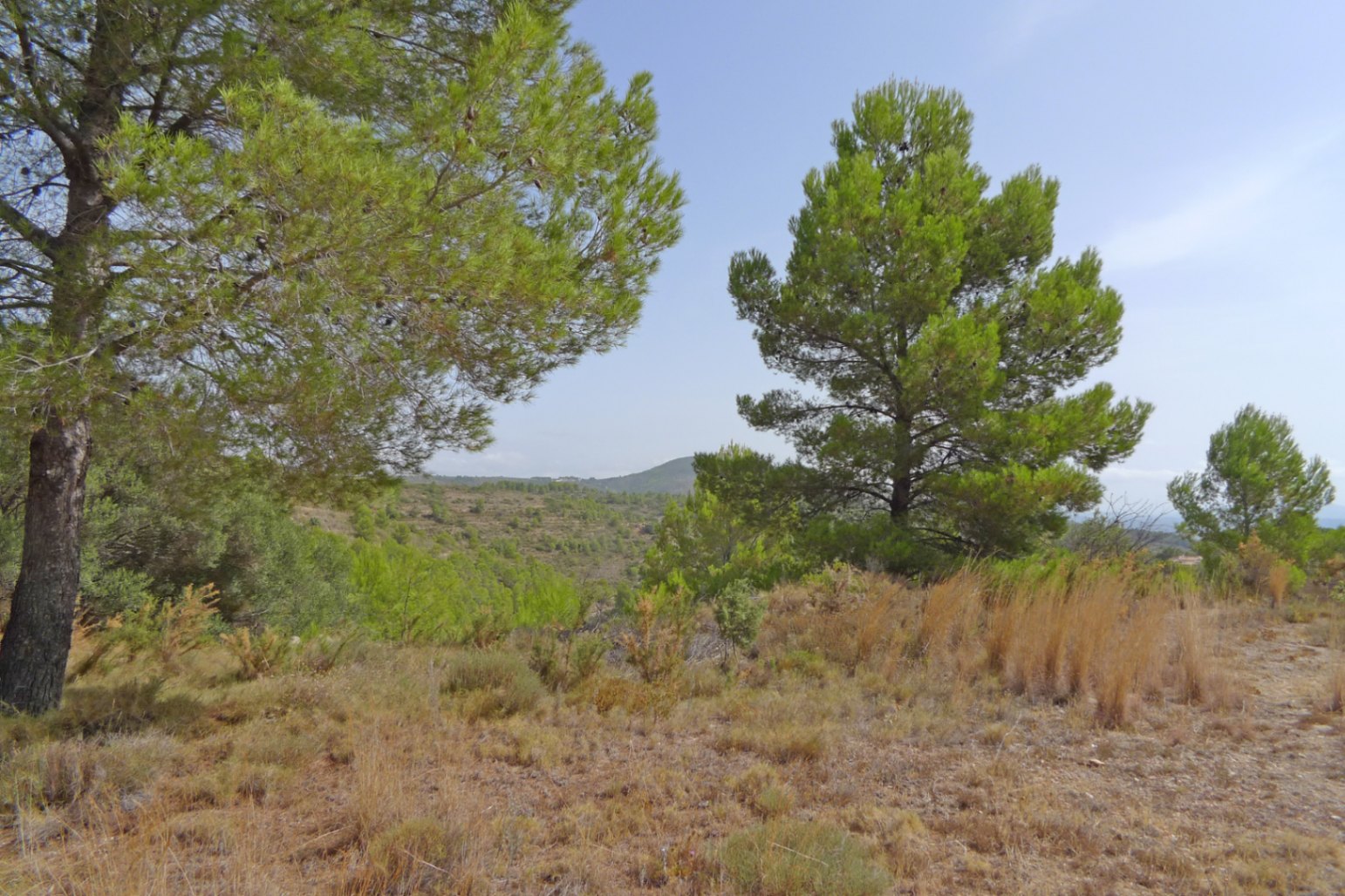 Parcela en Jalon, Alicante, España No. 87415