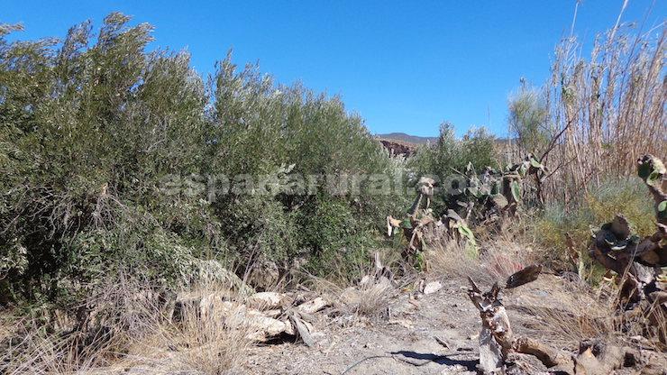 Villa in Purchena, Almeria, Spanien 5 Schlafzimmer, 200 m2 Nr. 113125