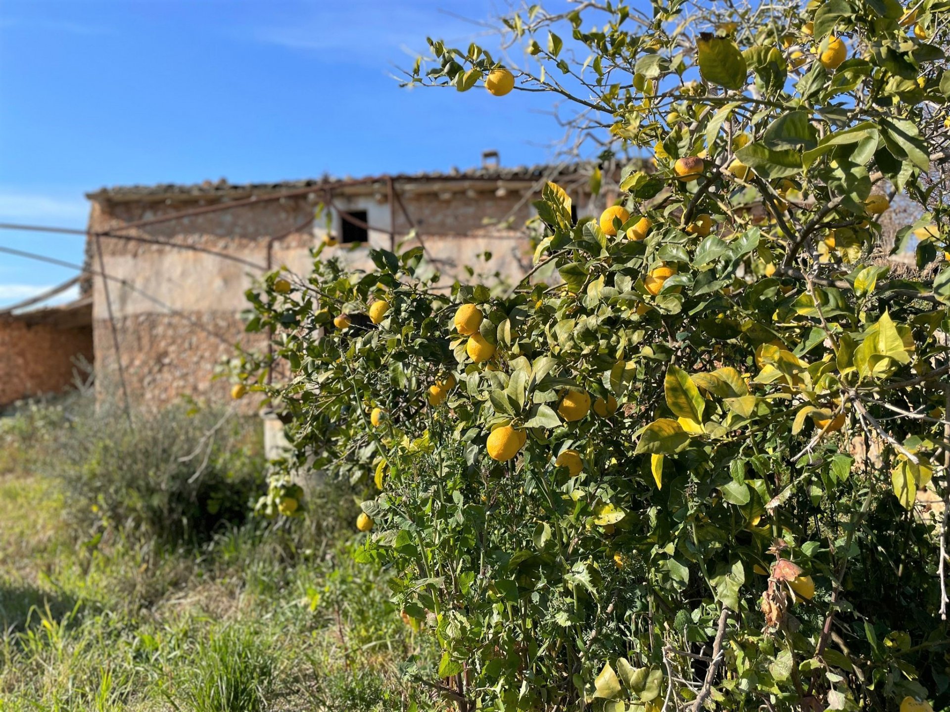 Zemes gabals Costitx, Mallorca, Spānijā 4 istabas, 30143 m2 Nr. 111761