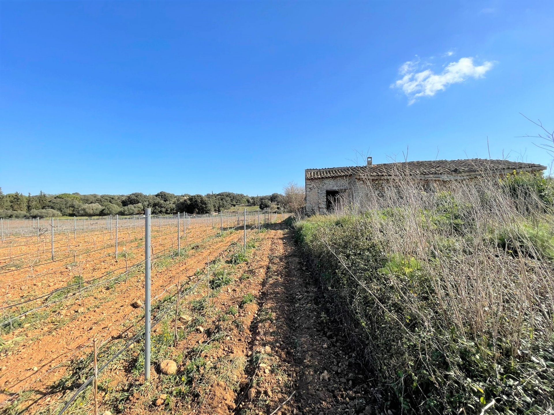 Zemes gabals Costitx, Mallorca, Spānijā 4 istabas, 30143 m2 Nr. 111761