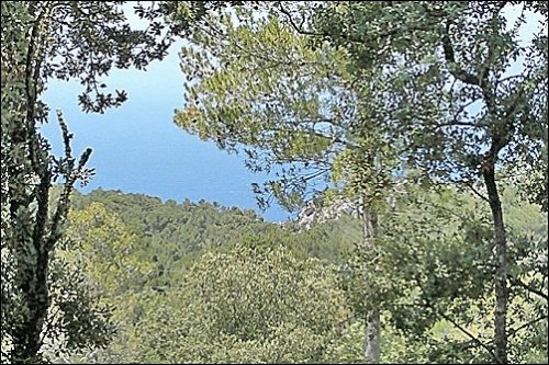 Działka w Valldemosa, Mallorca, Hiszpania nr 103945