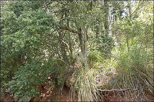Działka w Valldemosa, Mallorca, Hiszpania nr 103945