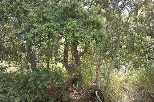 Działka w Valldemosa, Mallorca, Hiszpania nr 103945