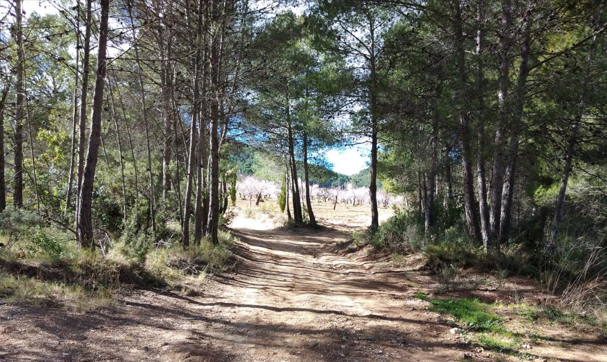 Сasa en Bullas, Murcia, España 400 m2 No. 112936