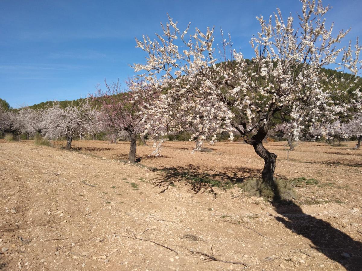 Сasa en Bullas, Murcia, España 400 m2 No. 112936
