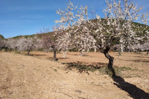 Сasa en Bullas, Murcia, España 400 m2 No. 112936