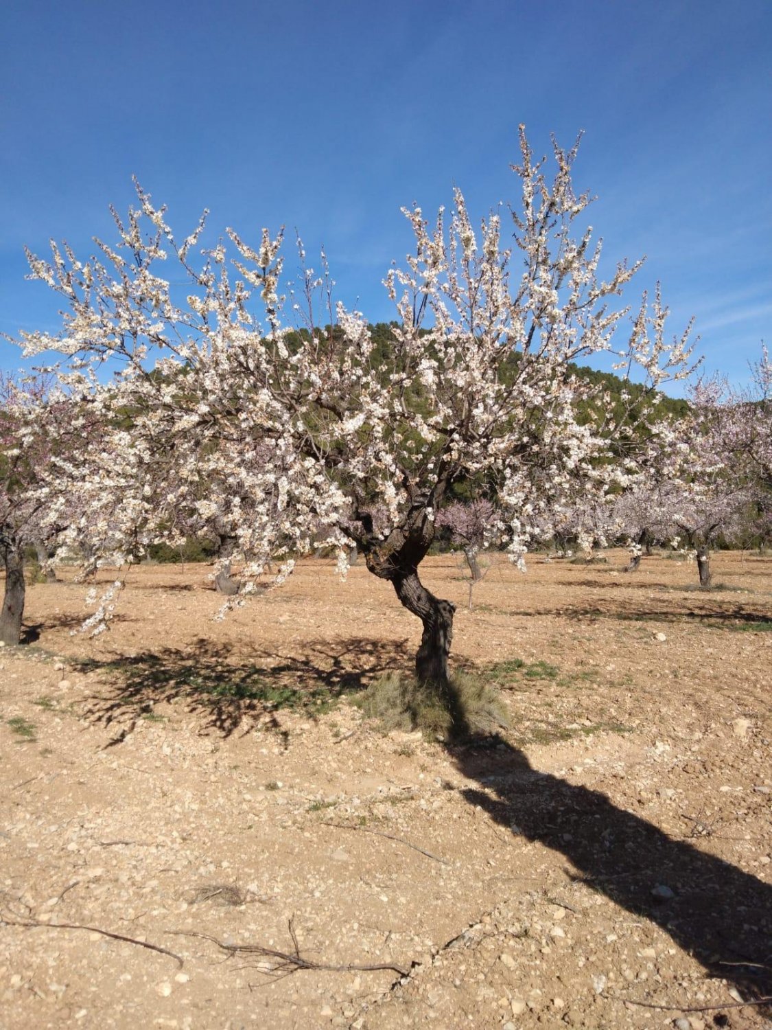 Сasa en Bullas, Murcia, España 400 m2 No. 112936
