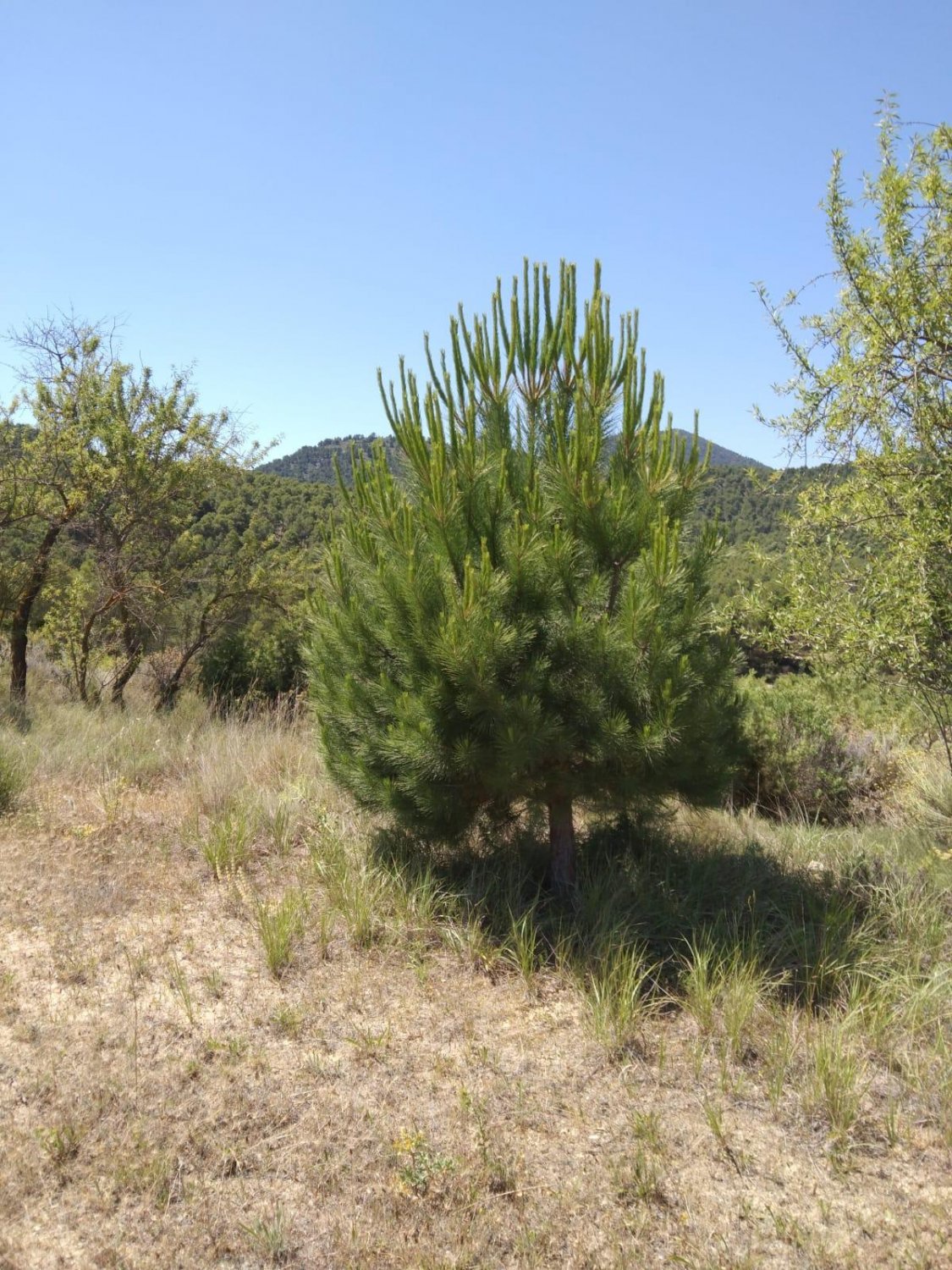 Сasa en Bullas, Murcia, España 400 m2 No. 112936