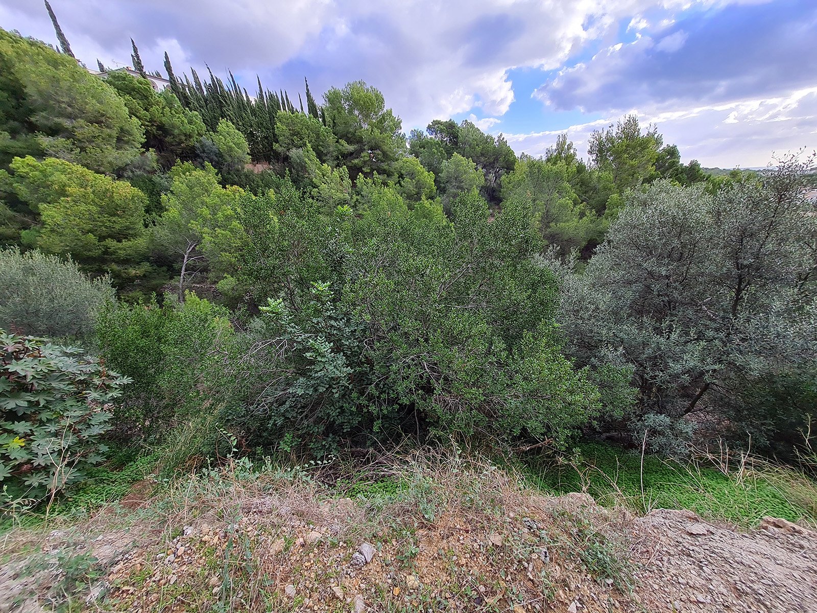 Tontti Portals Nous, Mallorca, Espanja 1356 m2 No. 128158