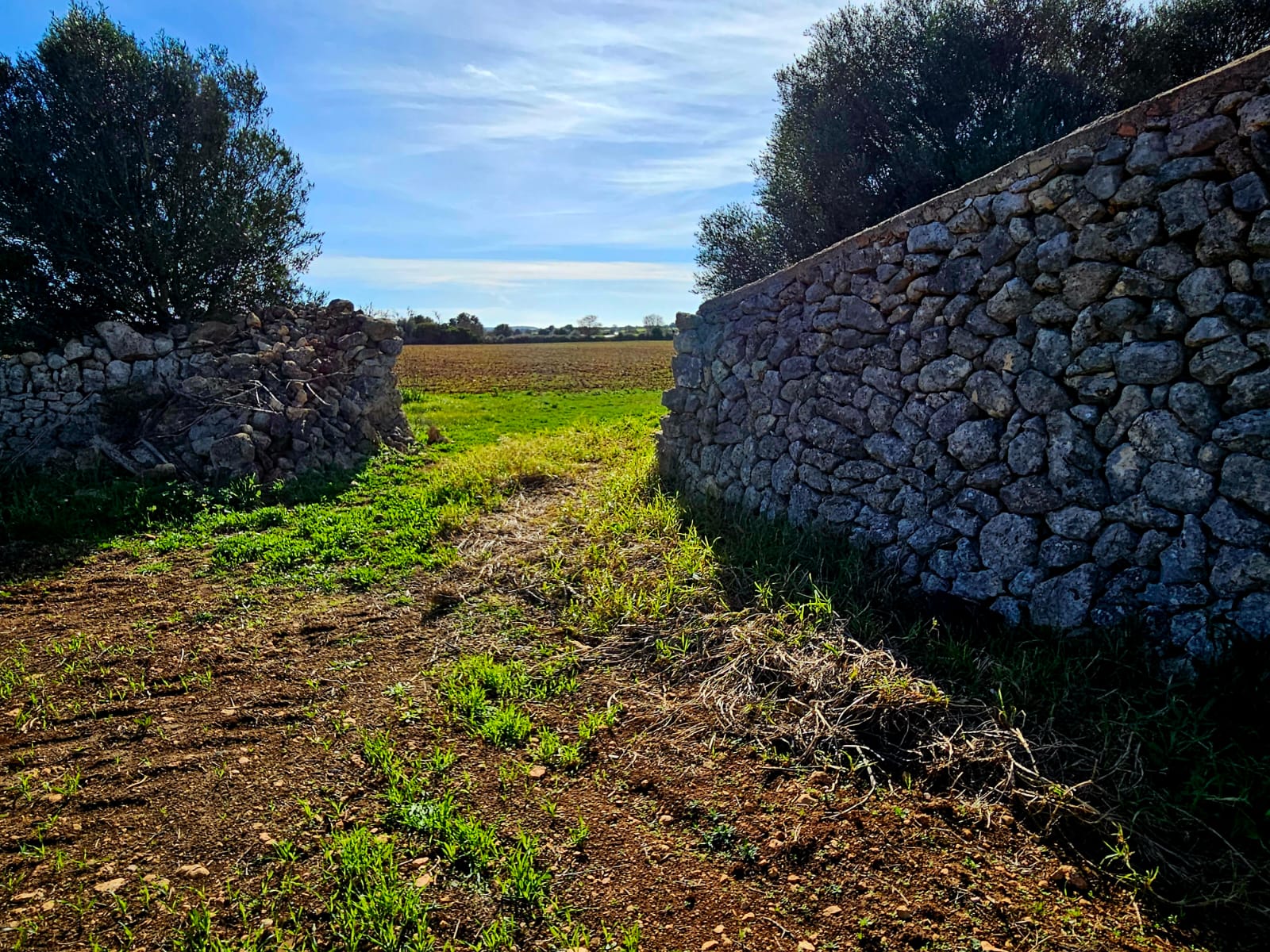 Land plot à Manacor, Mallorca, Espagne 33693 m2 No. 129229