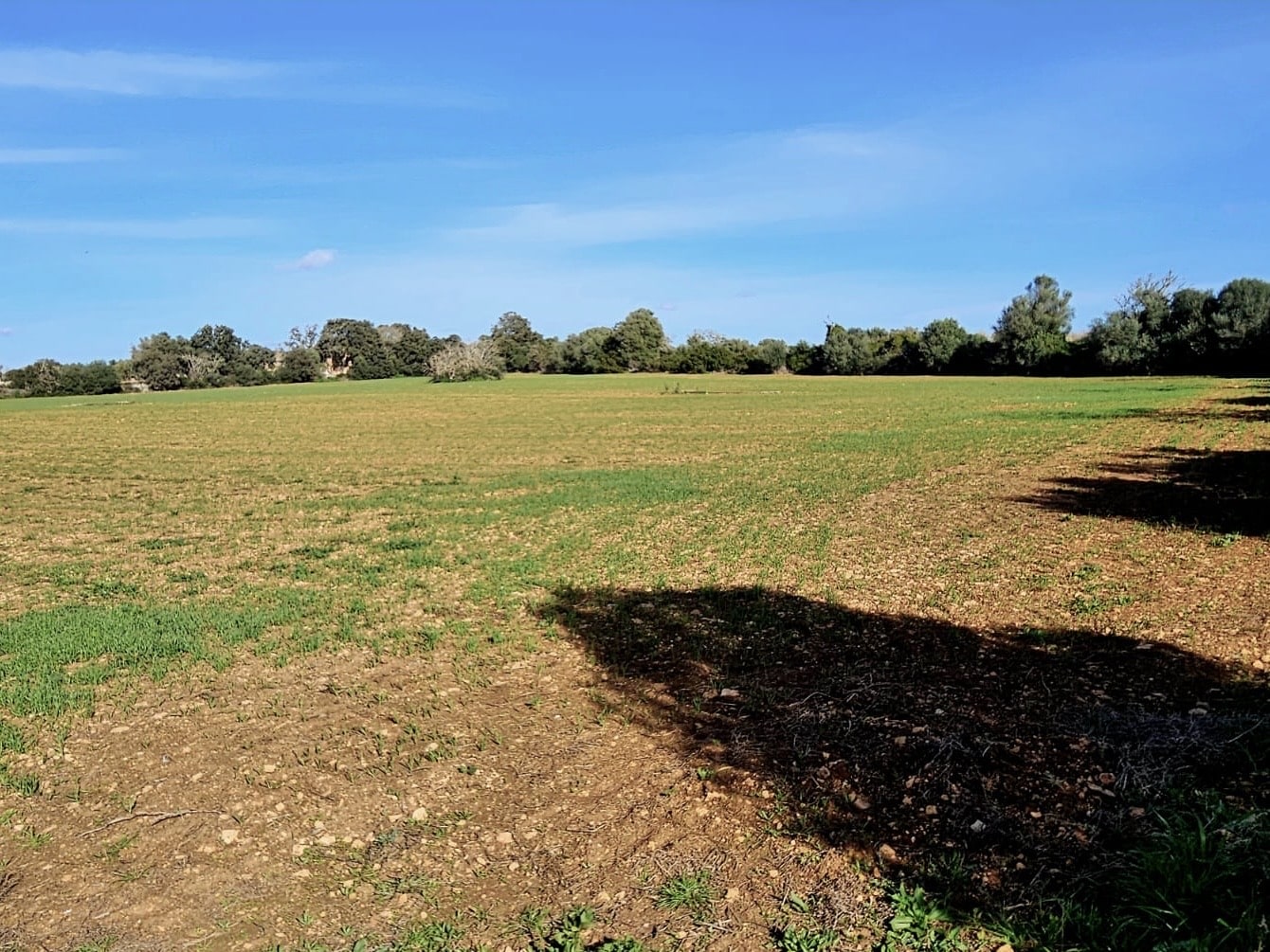 Land plot à Manacor, Mallorca, Espagne 33693 m2 No. 129229