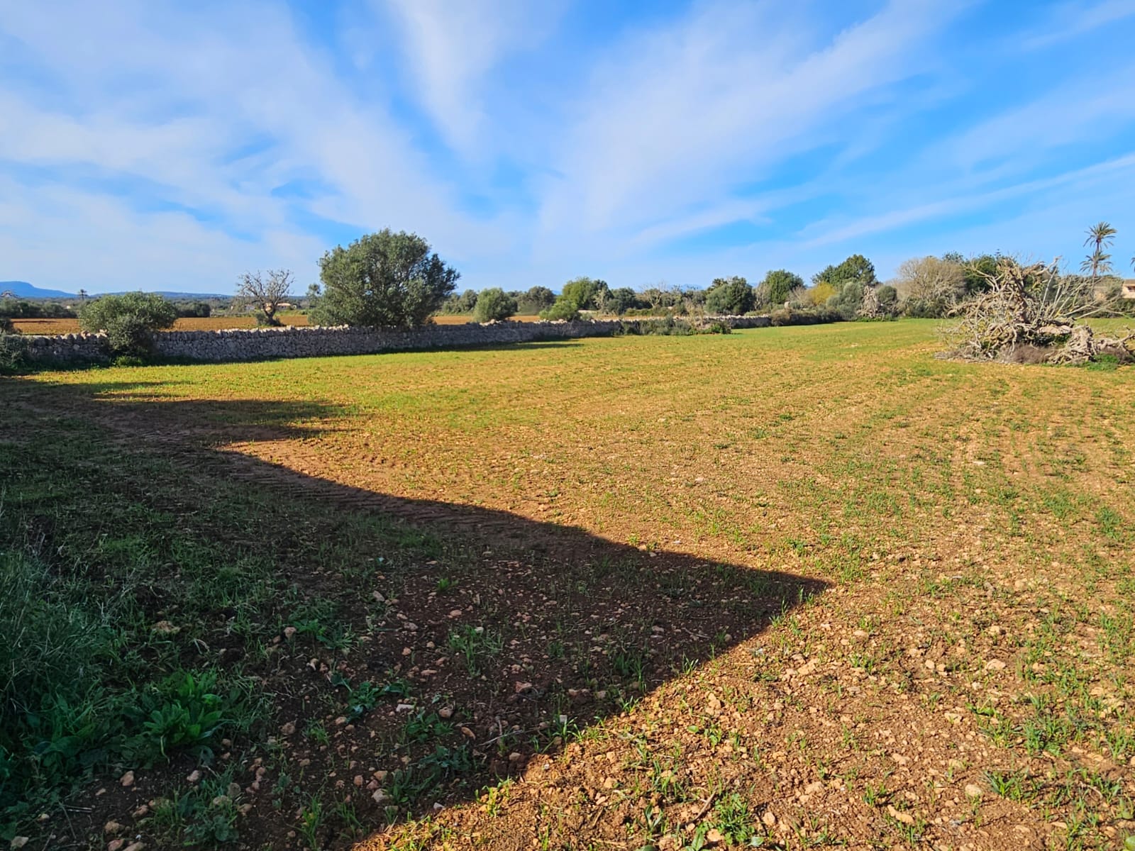 Land plot à Manacor, Mallorca, Espagne 33693 m2 No. 129229