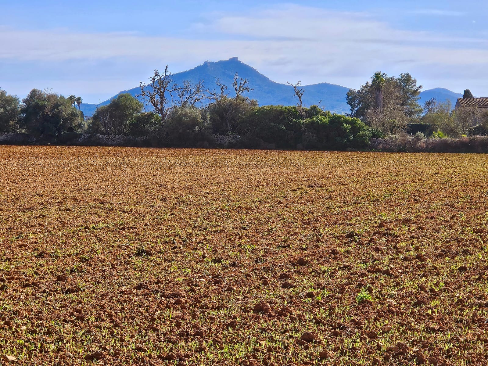 Land plot à Manacor, Mallorca, Espagne 33693 m2 No. 129229